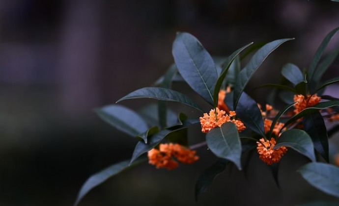 忠诚和诚实，是真正值得信赖的品格