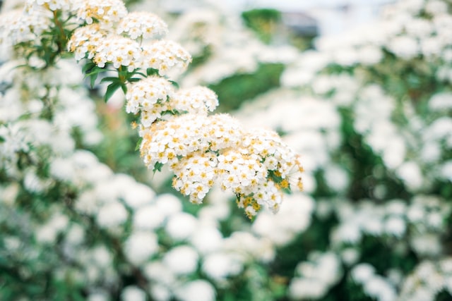 道教三清指的是什么？